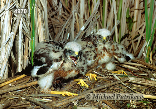 Northern Harrier (Circus hudsonius)
